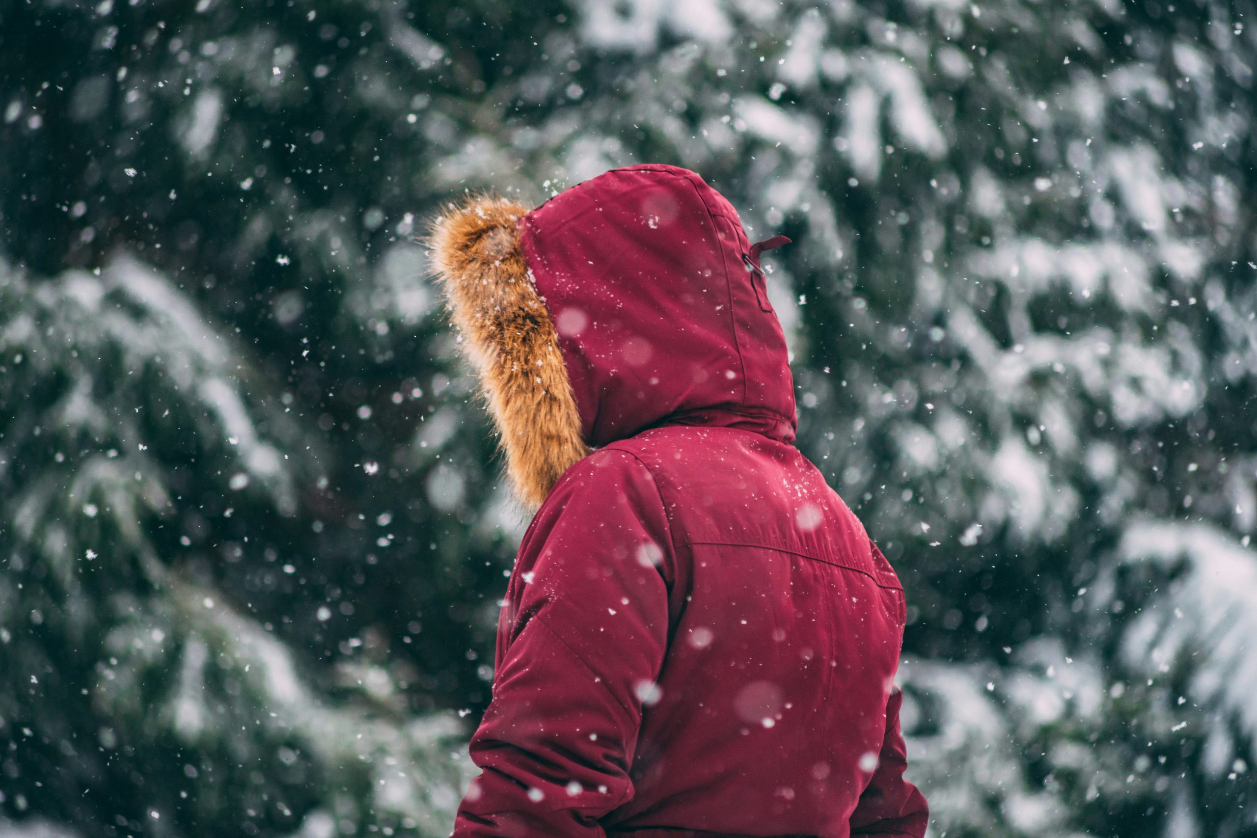 Eine rote Winterjacke in einem verschneiten Wald