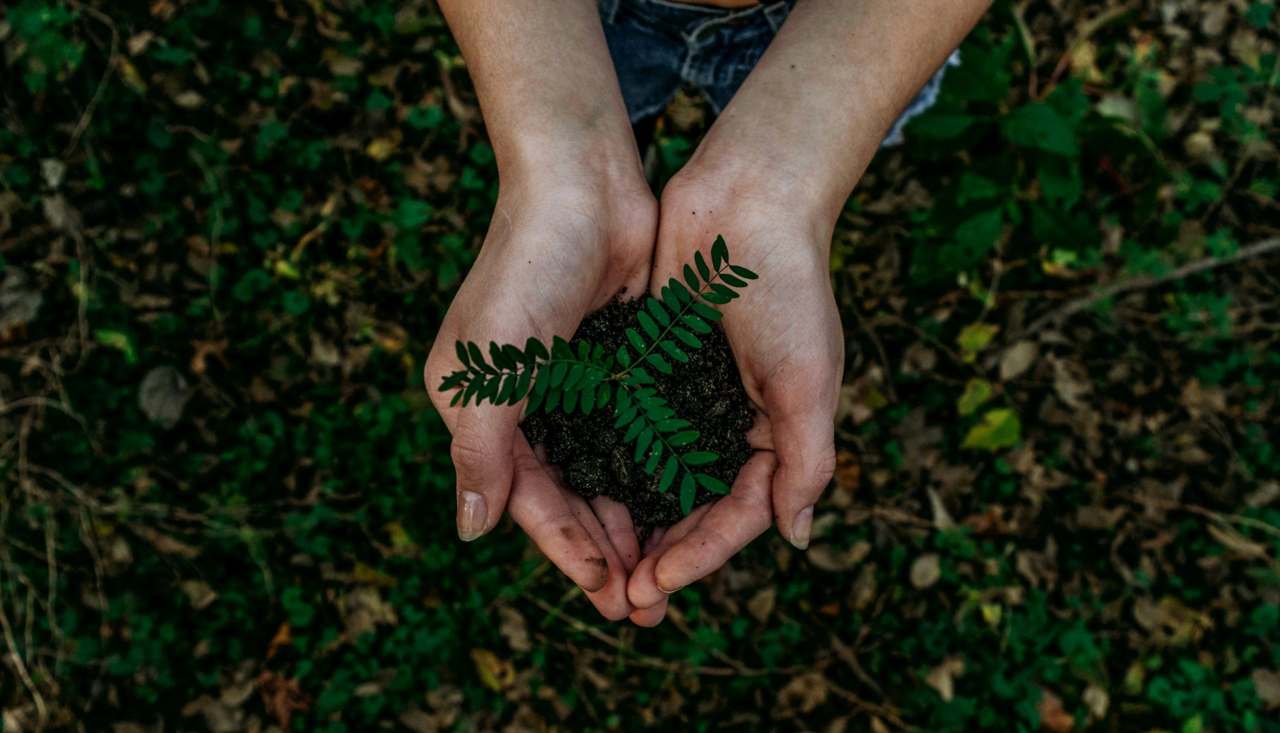 Ein Paar Hände halten einen sprießenden Samen in einem Wald in der Hand